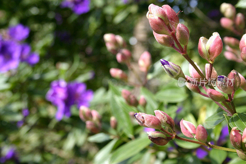 Tibouchina lepidota 'Alstonville'树上的花蕾